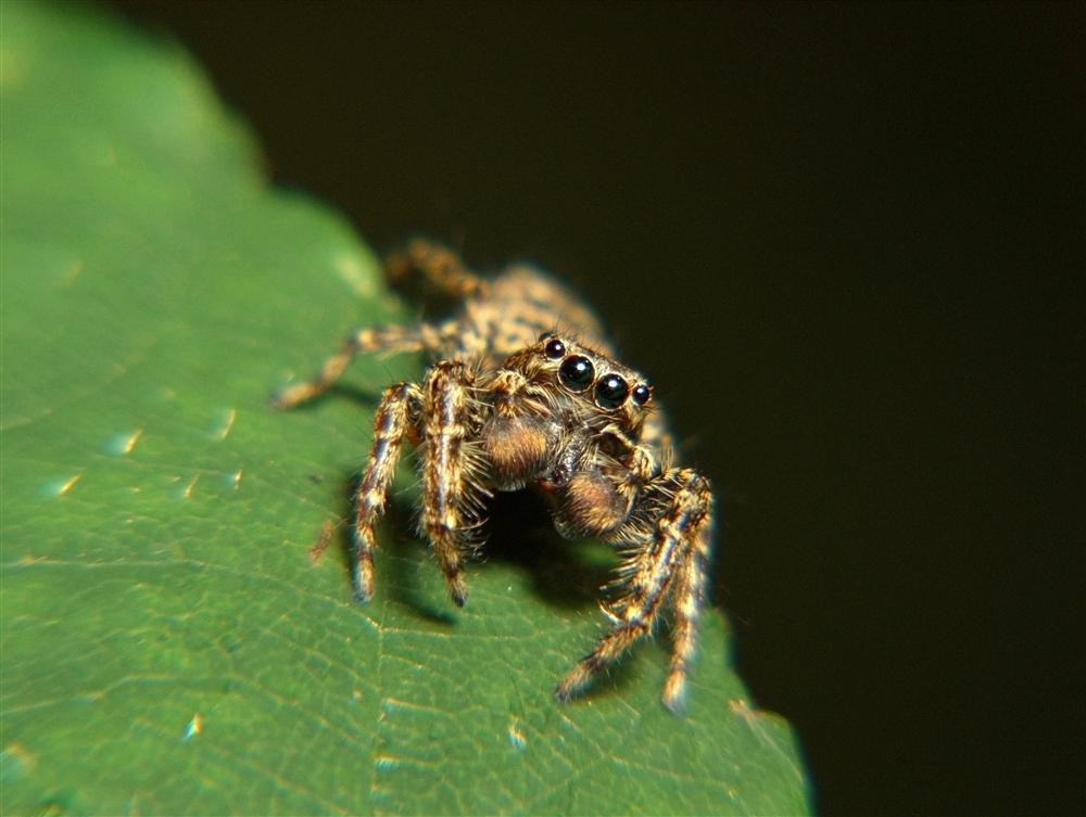 Cadrezzate (Varese, Italy) - Jump spider